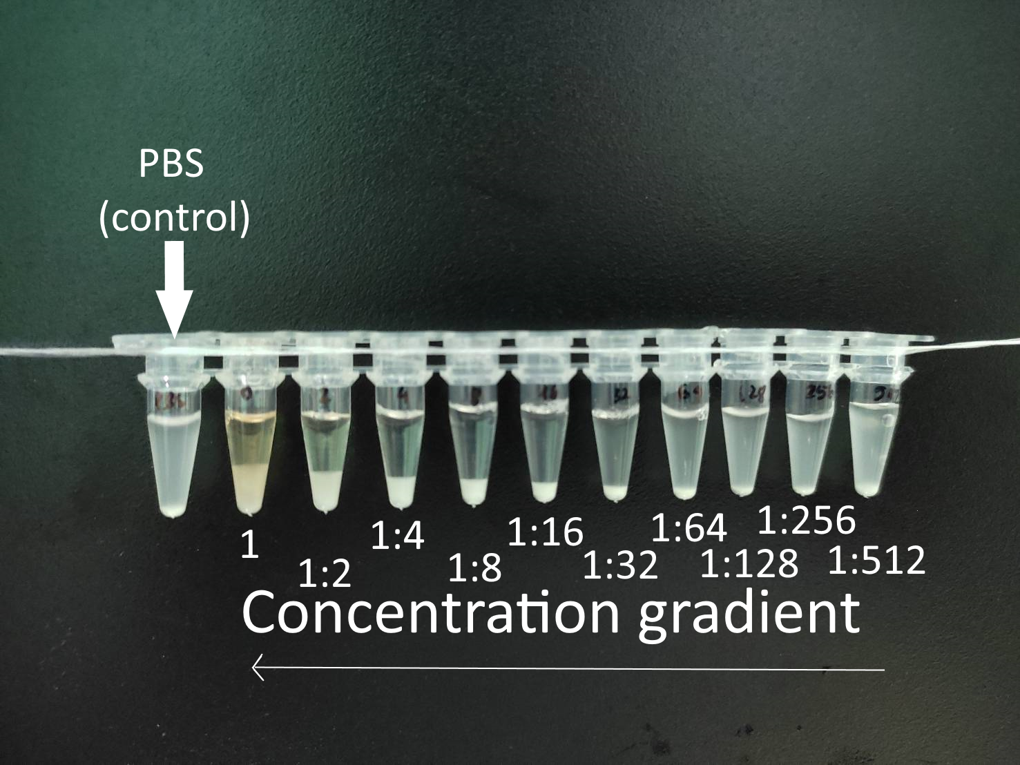 Quantitative agglutination test with serial dilutions - A sample obtained from the fish after immunization is tested against PBS (control (Ct)) or against the specific agglutinating Ag at different serial dilutions. Credits: Ha Thanh Dong