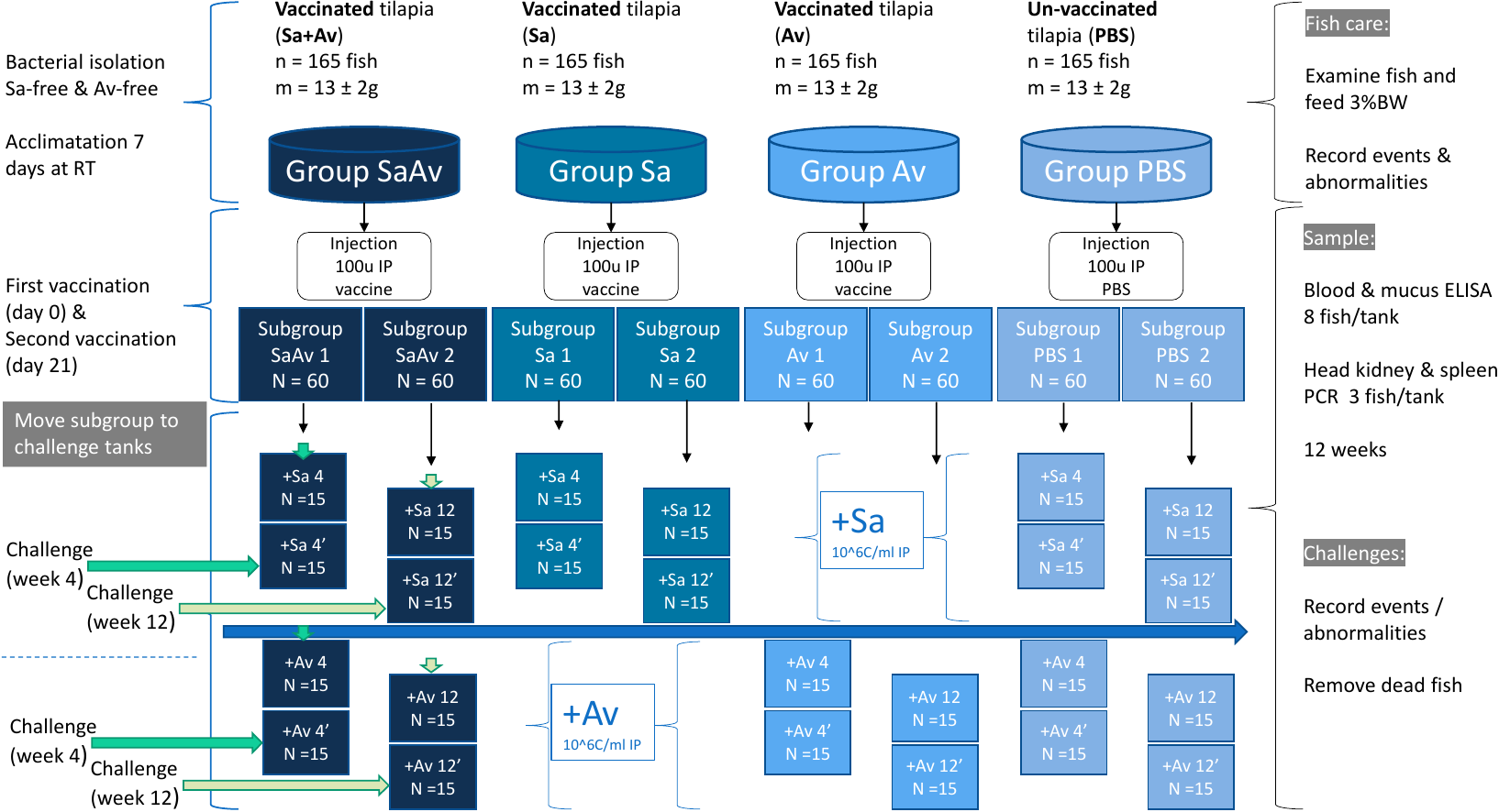 Experimental design for fish vaccinations and bacterial challenges showing the 4 different groups representing the treatments, and the 8 different virtual subgroups. The subgroup is the unit that will be consumed after one challenge test.