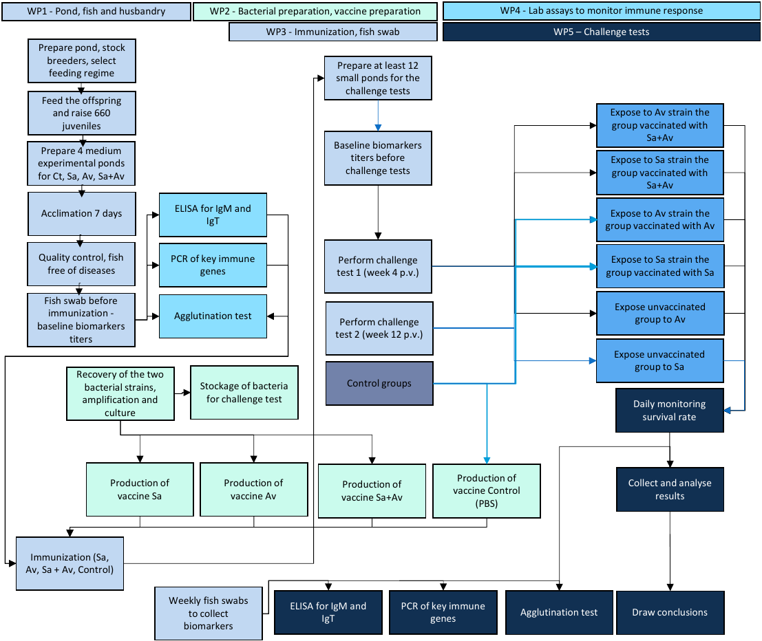 Work packages tasks flow chart